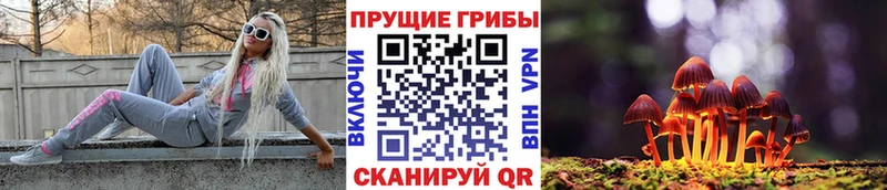 Купить где  Апатиты  Галлюциногенные грибы Psilocybe 